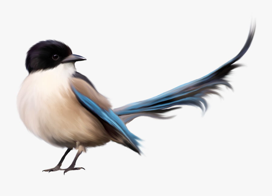 Birds Images Free Download - Bird Png, Transparent Clipart