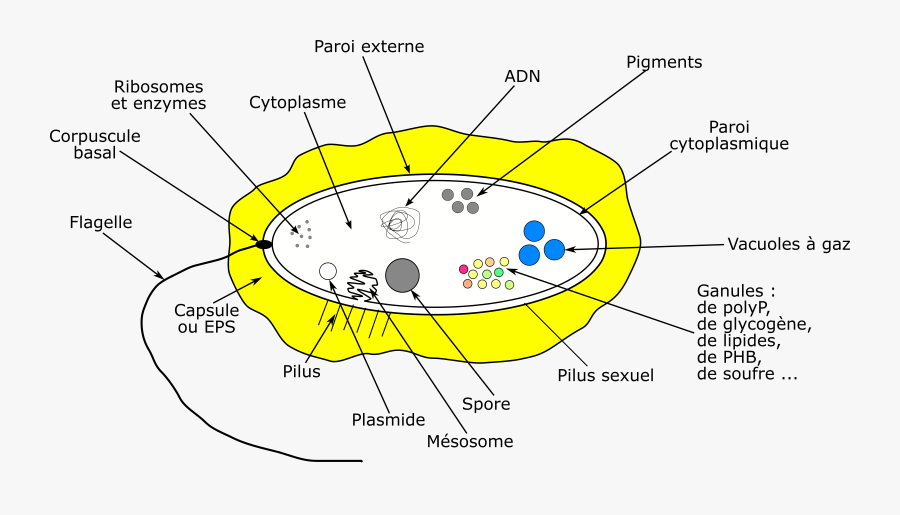 Schémas Bacterie, Transparent Clipart