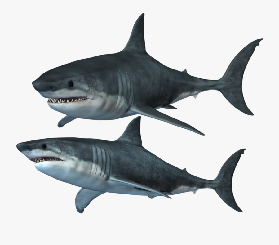 Clipart Of Shark, Shark The And Shark Of - Shark, Transparent Clipart