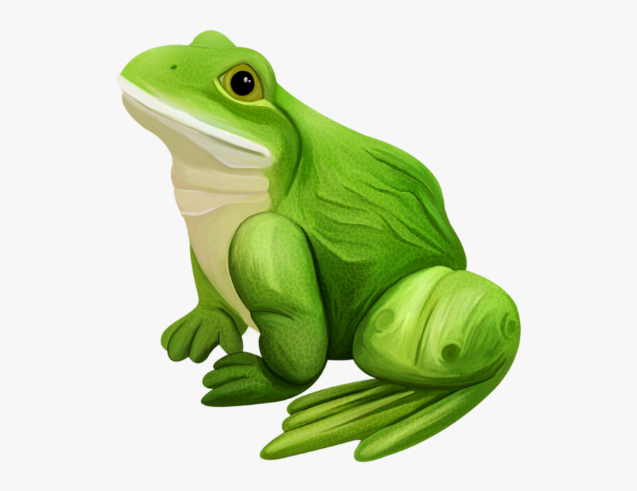 Transparent Poison Dart Frog Clipart - Grenouille Png, Transparent Clipart