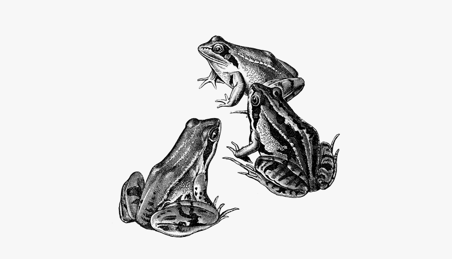 Drawing Frogs Wood Frog - Oak Toad, Transparent Clipart
