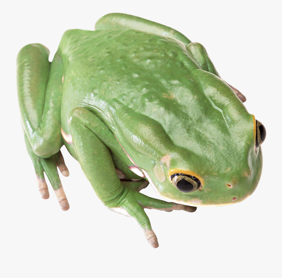 Frog Transparent Background, Transparent Clipart