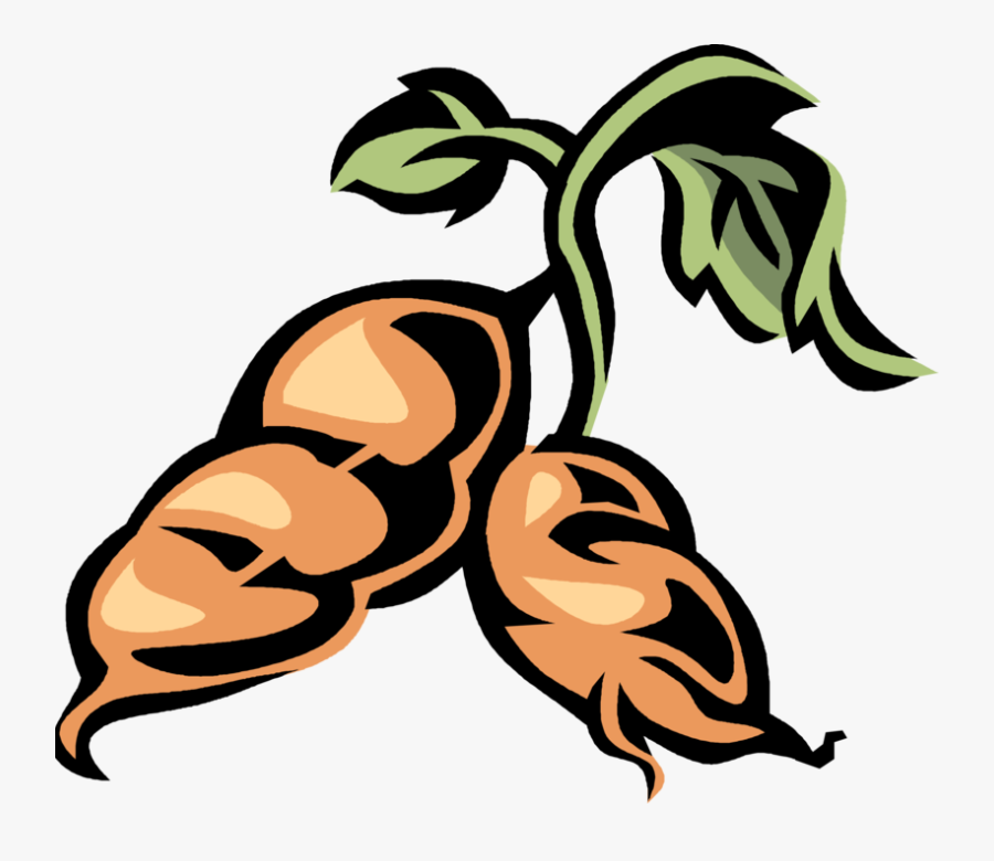 Vector Illustration Of Sweet Potato Starchy Tuberous - Sweet Potato Clip Art, Transparent Clipart