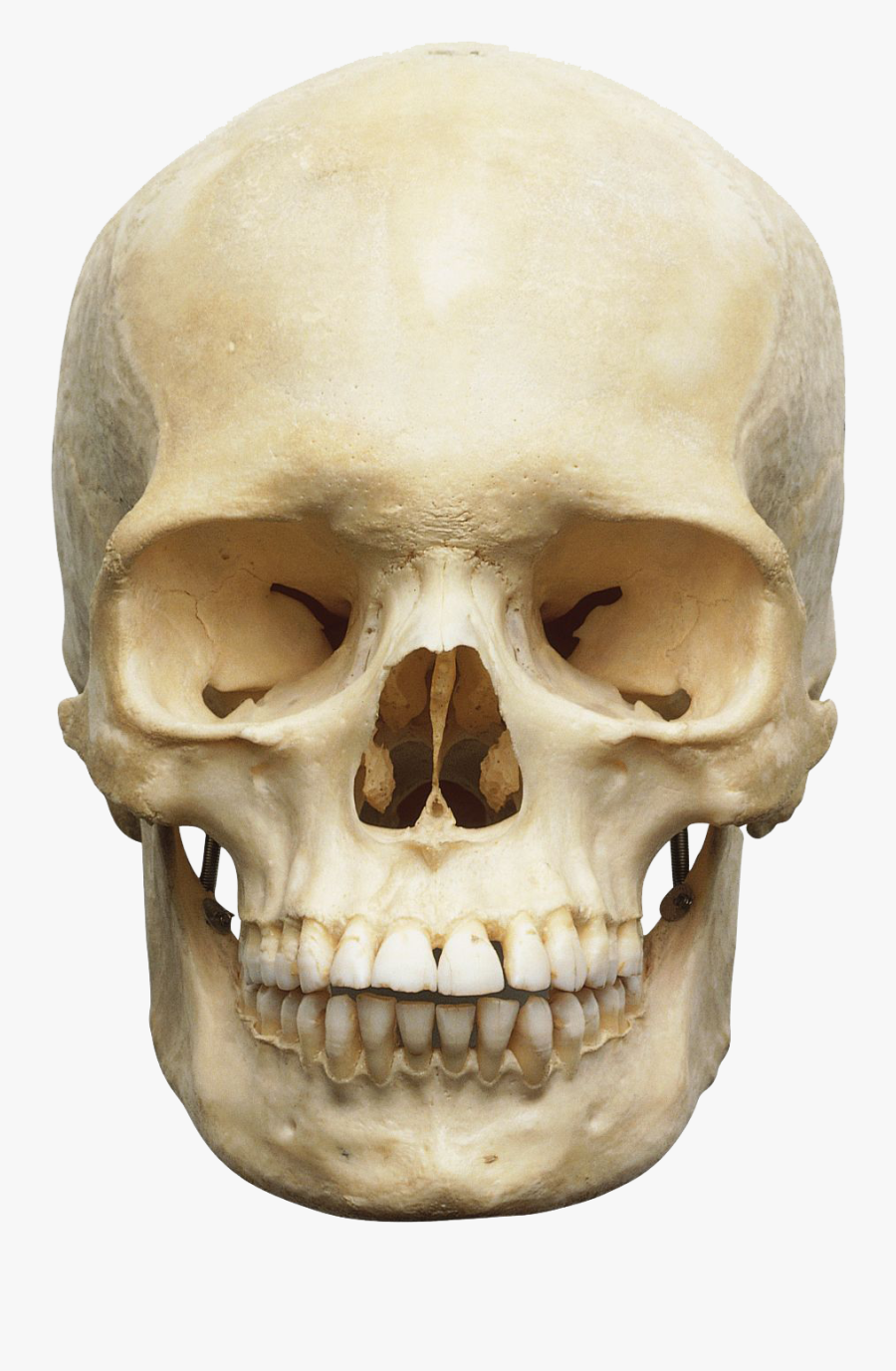 Download Skeleton Head Free Png Photo Images And Clipart - Skeleton Head Png, Transparent Clipart