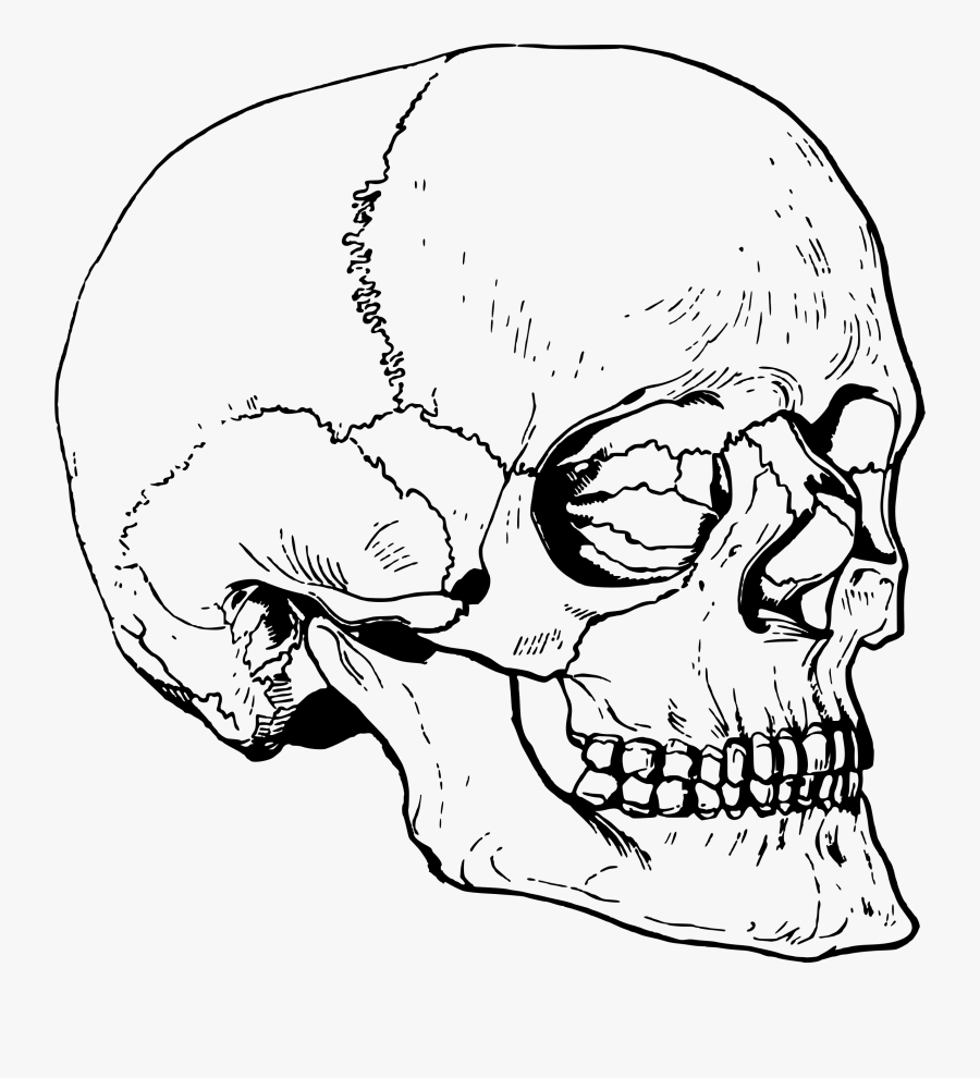 Transparent Big Nose Clipart - Drawing Drums, Transparent Clipart