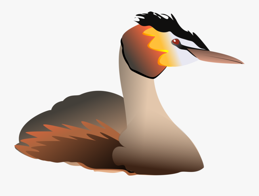 Flightless Bird,water Bird,neck - Great Crested Grebe Clipart, Transparent Clipart