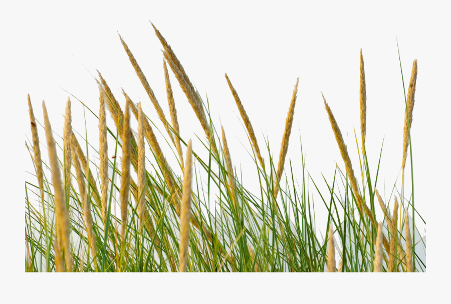 Straw Grass Transparent, Transparent Clipart