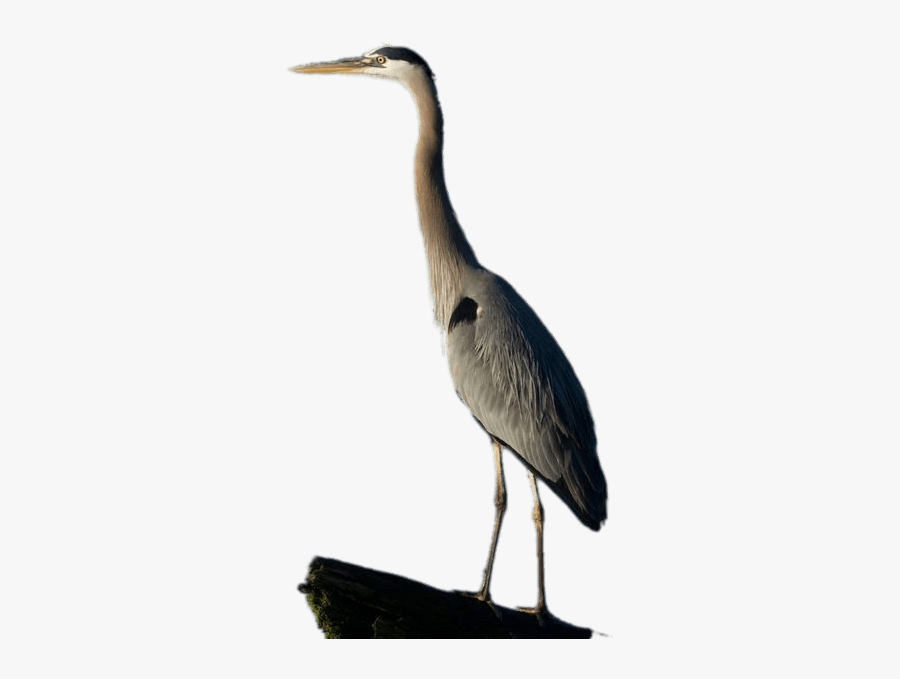 Great Blue Heron Full Size - Great Blue Heron Png, Transparent Clipart