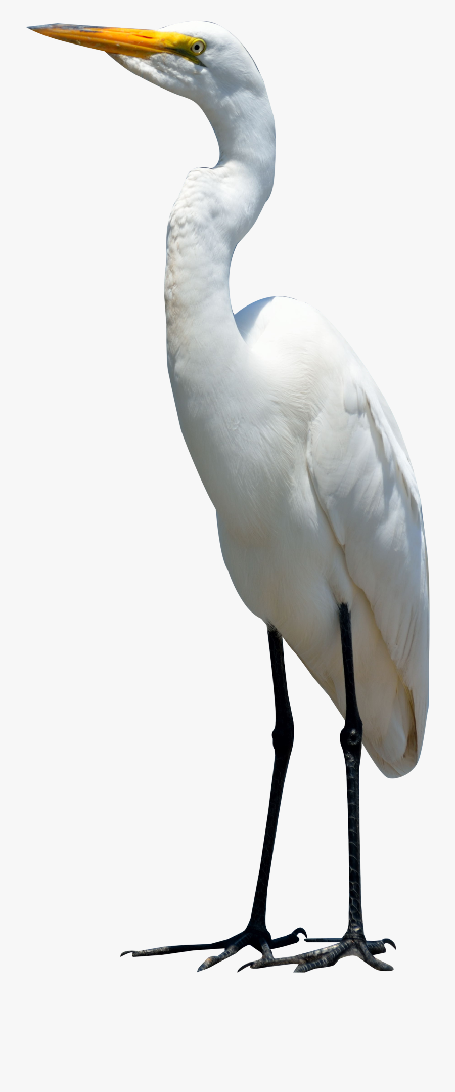 Collection Of Free Crane Drawing Bird Download On Ui - Bird Png, Transparent Clipart