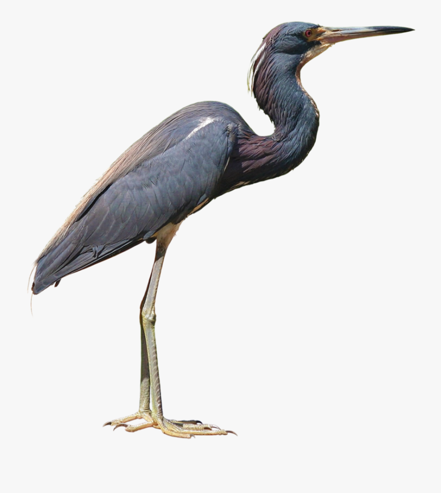 Little Blue Heron - Heron Png, Transparent Clipart
