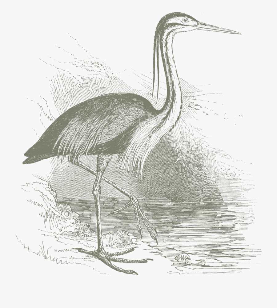 Transparent Crane Bird Png - Great Blue Heron, Transparent Clipart