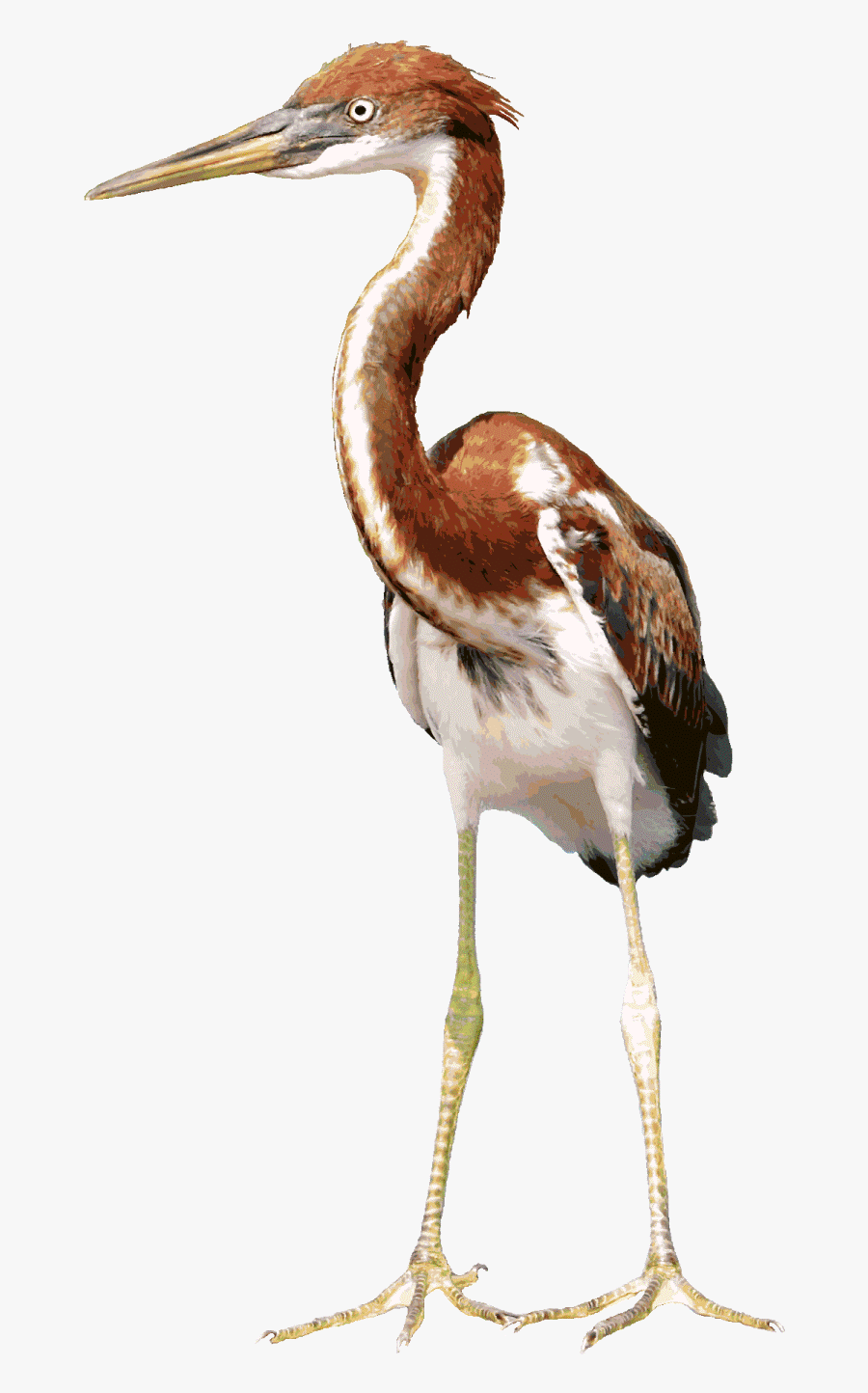 Gambar Kuntul Animasi, Transparent Clipart