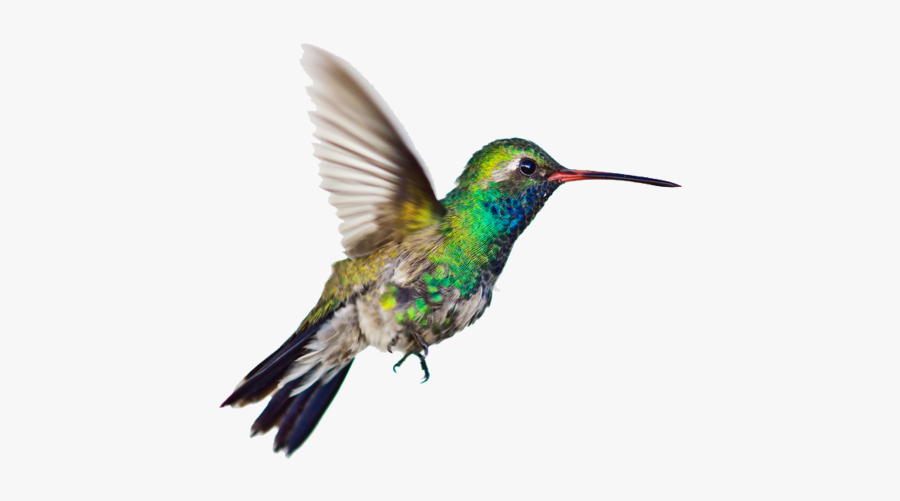 Imagenes De Aves Png, Transparent Clipart