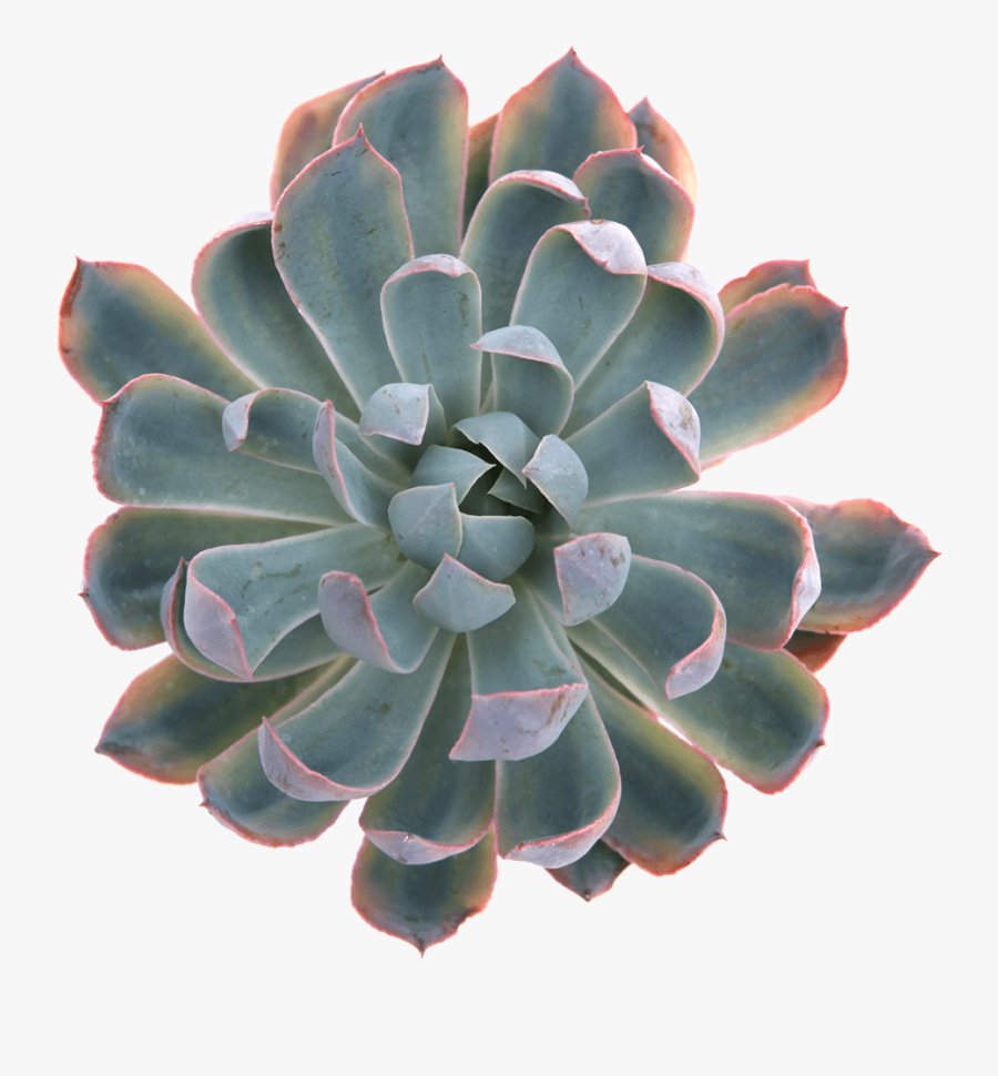Clip Art Green Succulent Plant - Echeveria Blue Heron, Transparent Clipart