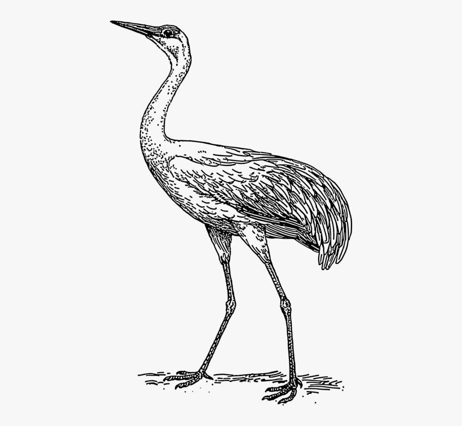 Shorebird,line Art,wildlife - Crane Black And White Outline, Transparent Clipart