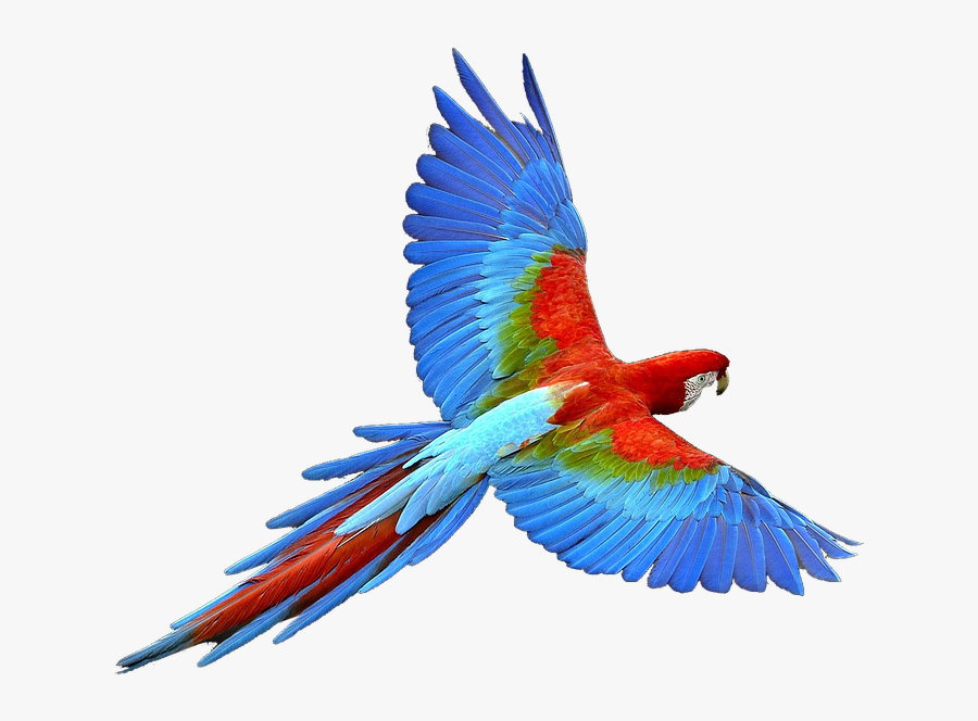 Parrot Png, Transparent Clipart