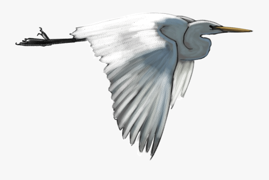 White-heron - Egret - Transparent White Heron, Transparent Clipart
