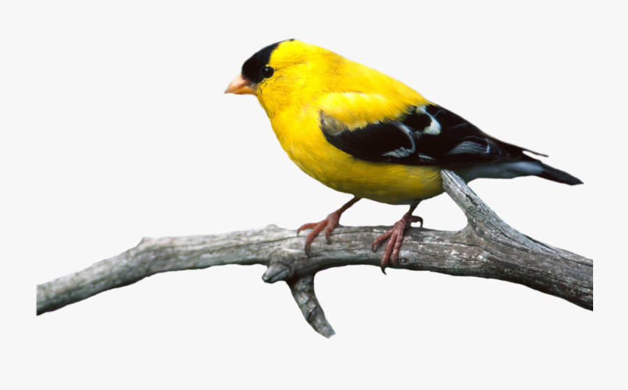 Bird Png, Transparent Clipart
