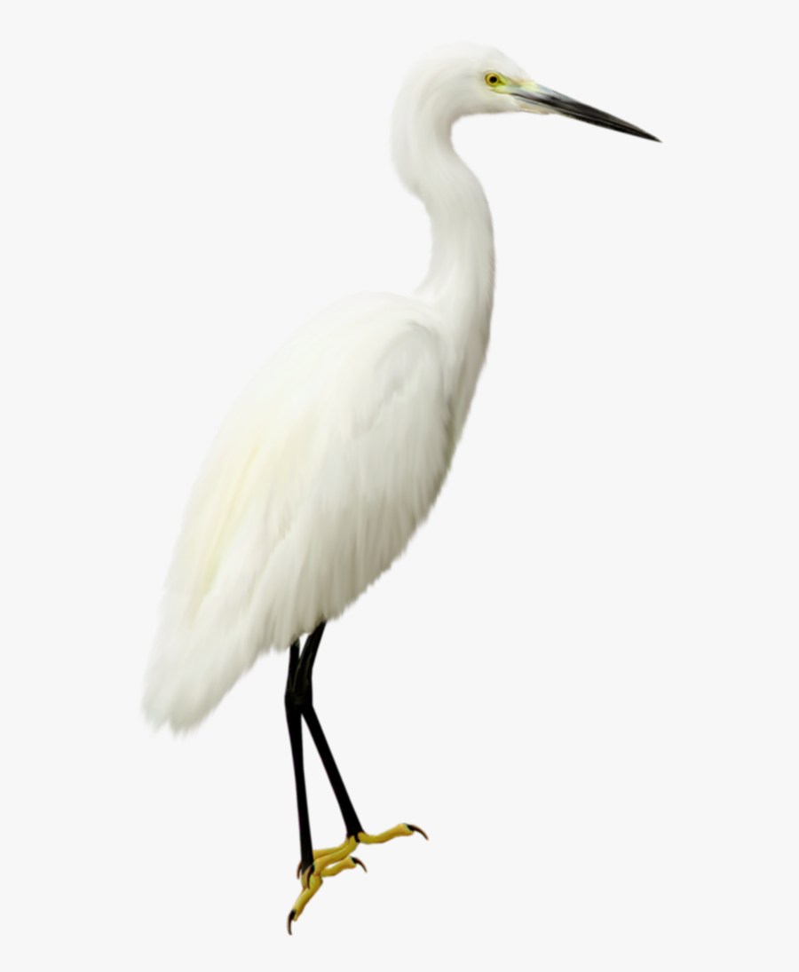 Heron Transparent Png - Heron Bird Png, Transparent Clipart