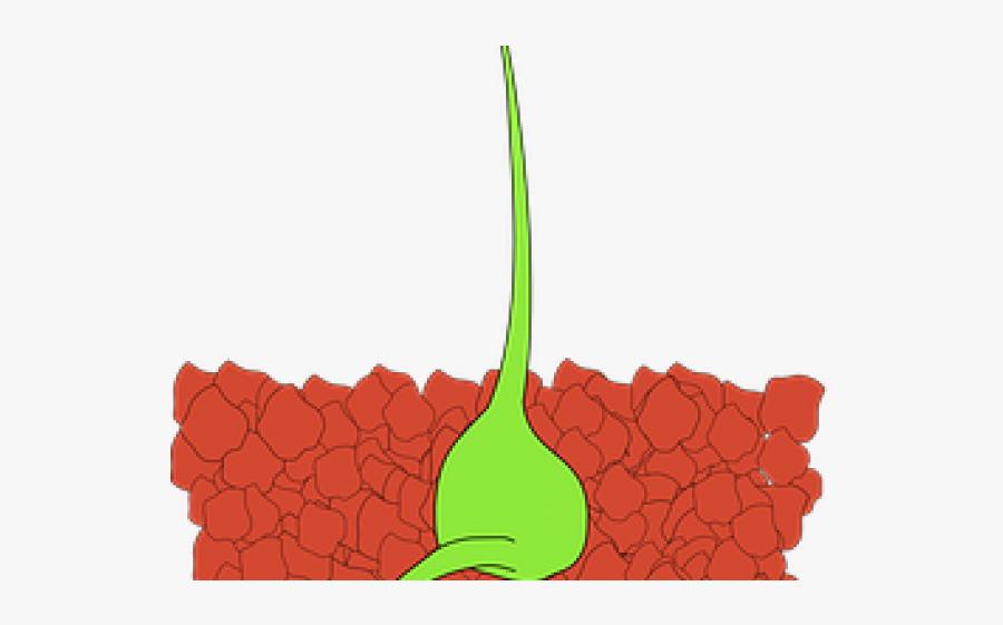 Seed Clipart Oak Sapling - Effect Of Fertilizer Manure And Polythene, Transparent Clipart