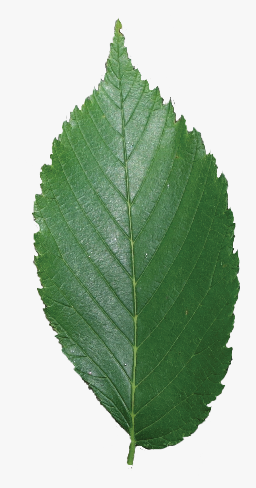 Secret Tree Pinterest By - American Elm Leaf Transparent, Transparent Clipart