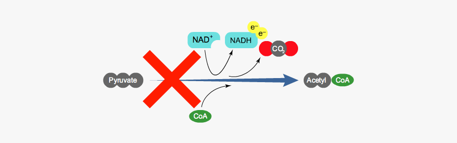 Circle, Transparent Clipart
