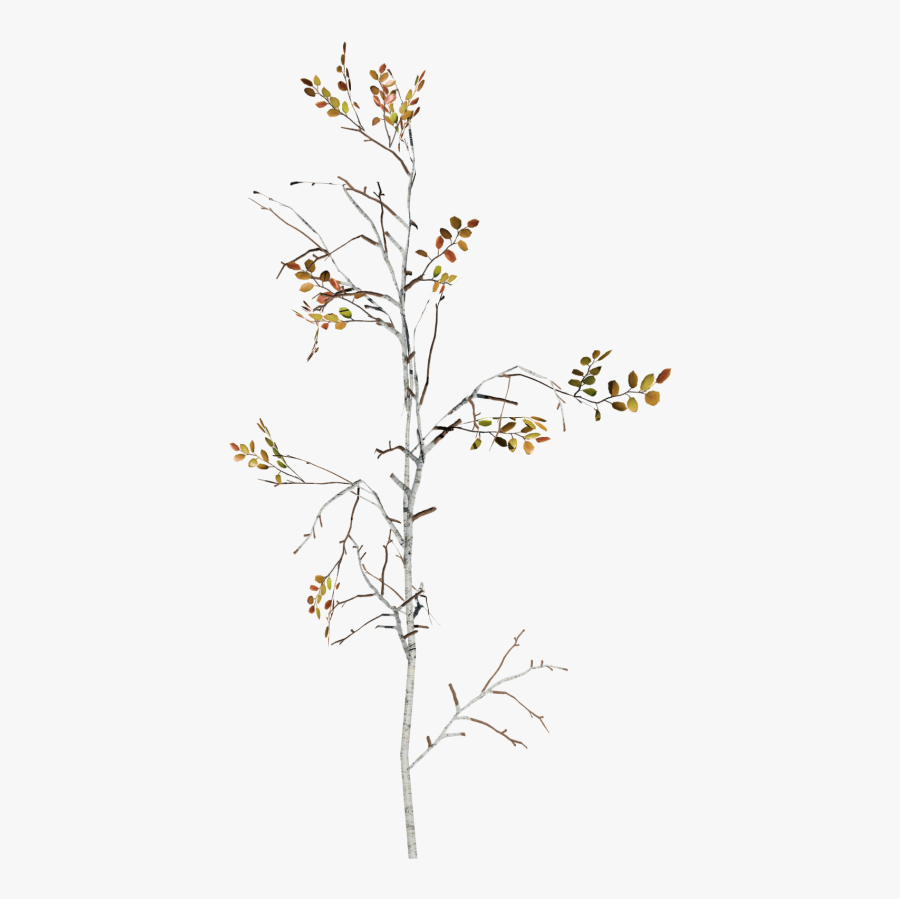 Transparent Sapling Png - Aletris, Transparent Clipart