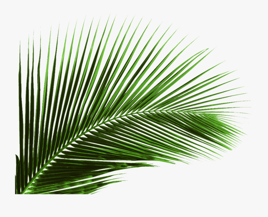 Arecaceae Leaf Palm Branch Tree - Palm Tree Leaves Png, Transparent Clipart