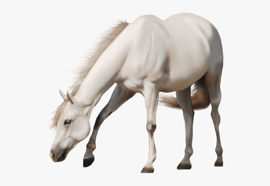 Hq Transparent Images Pluspng - Transparent Background White Horse Png, Transparent Clipart