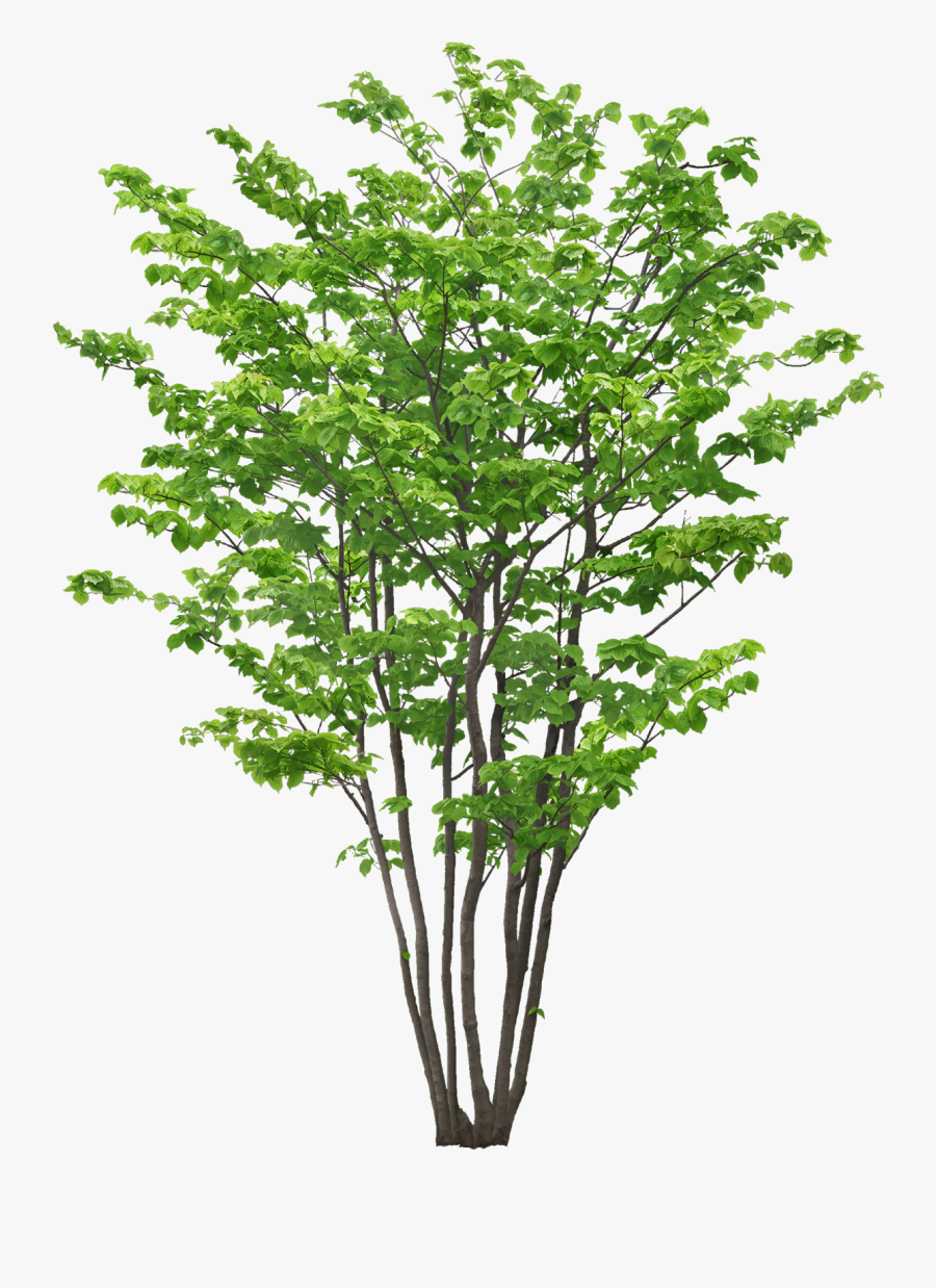 Transparent Tree Limb Png - 植物 Png, Transparent Clipart
