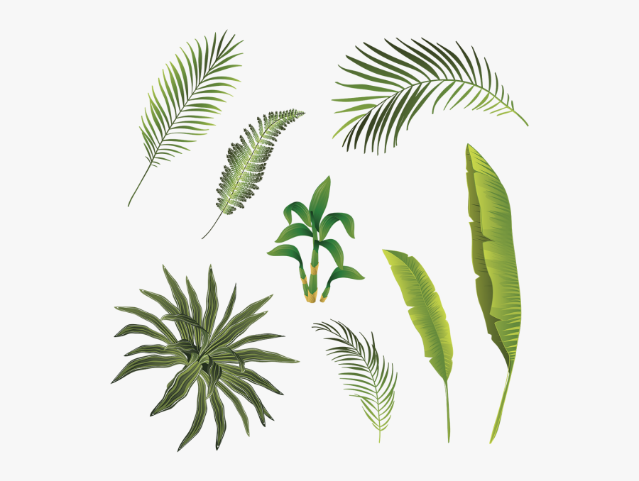 Palm Tree Branch Png - Transparent Leaves Tropical Png, Transparent Clipart