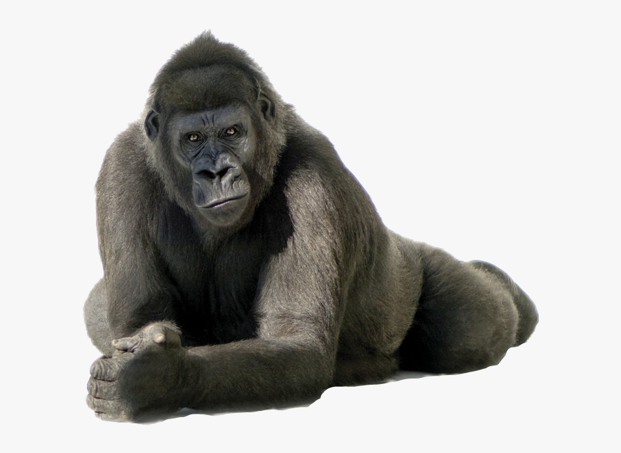 #king Kong - Gorilla Png, Transparent Clipart