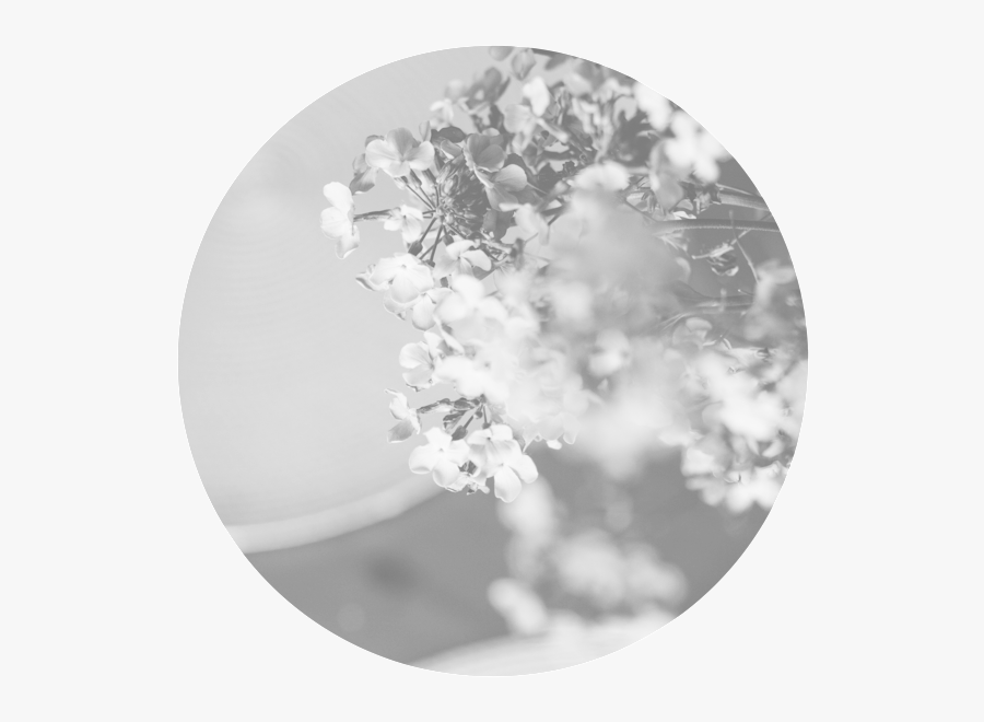 Our Farmhouse Is A Place Where My Family And I Are - Cherry Blossom, Transparent Clipart