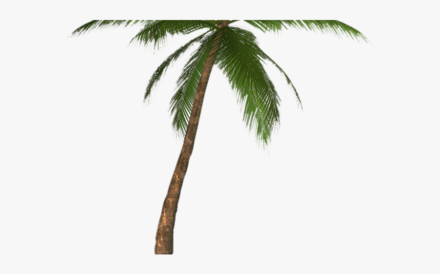 Transparent Background Palm Tree Png, Transparent Clipart