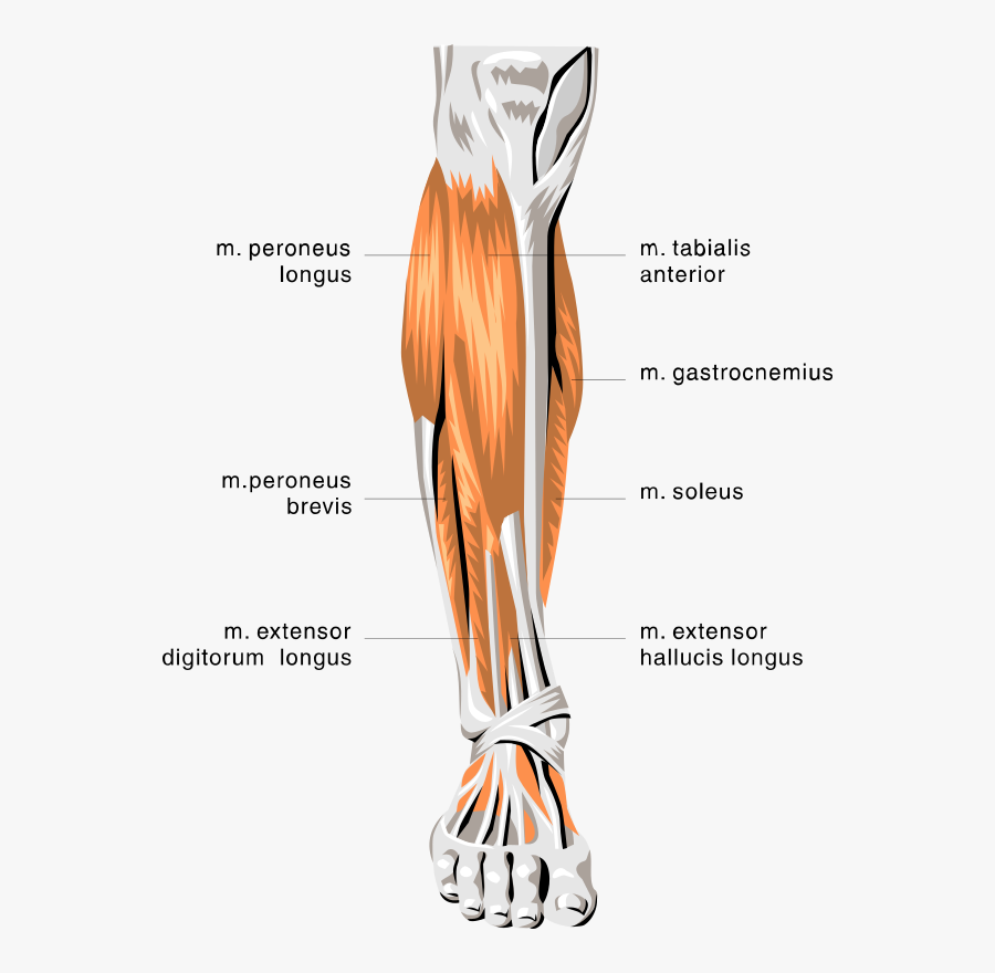 Anatomy Muscles Medical Muscle - Ligaments In Your Shin, Transparent Clipart