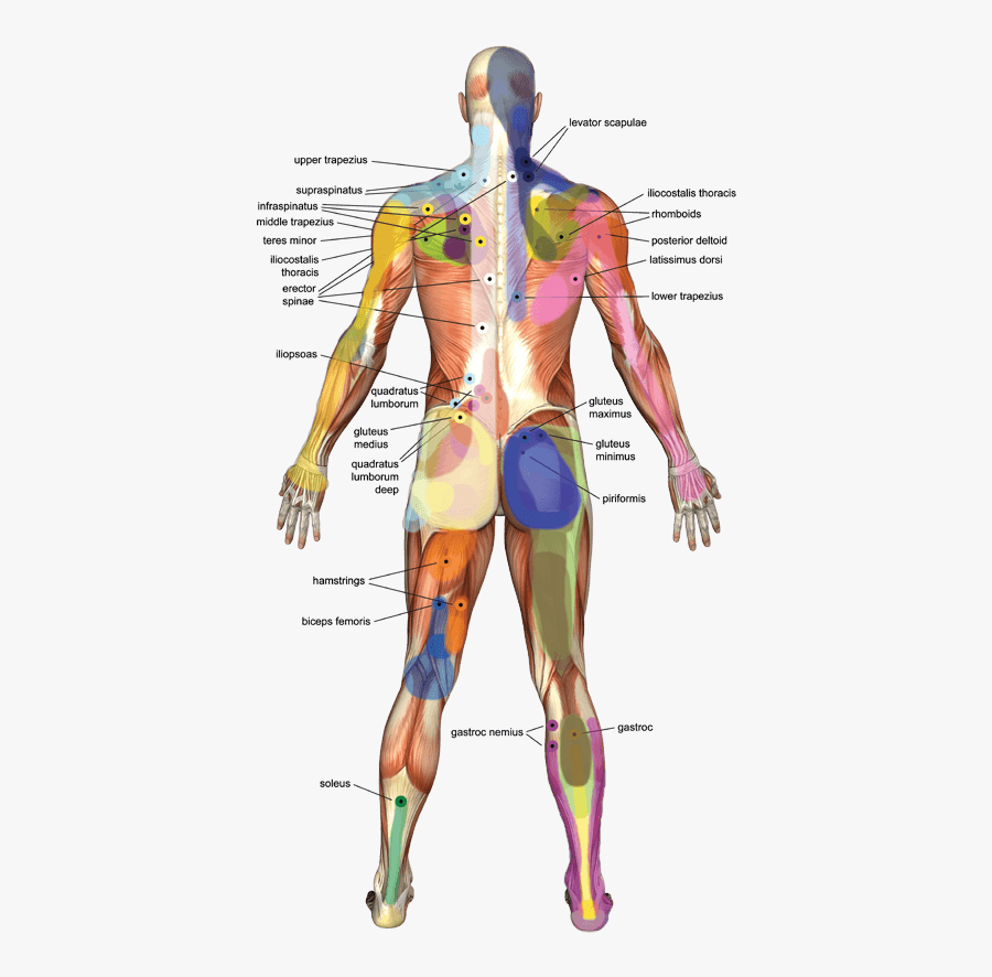 Clip Art How To Massage Leg - Shoulder Trigger Points Release, Transparent Clipart
