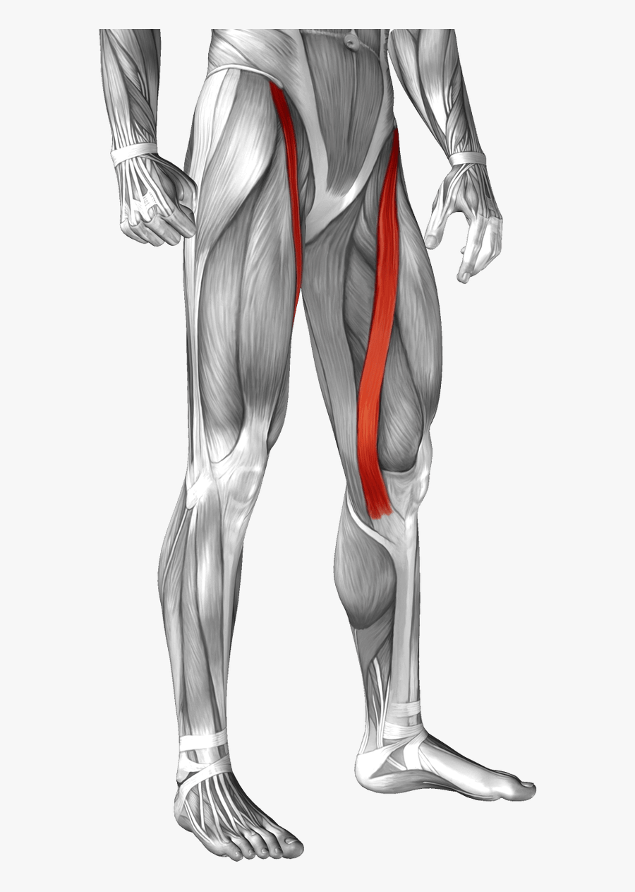 Biceps Drawing Leg - Leg Muscle Anatomy Sartorius, Transparent Clipart