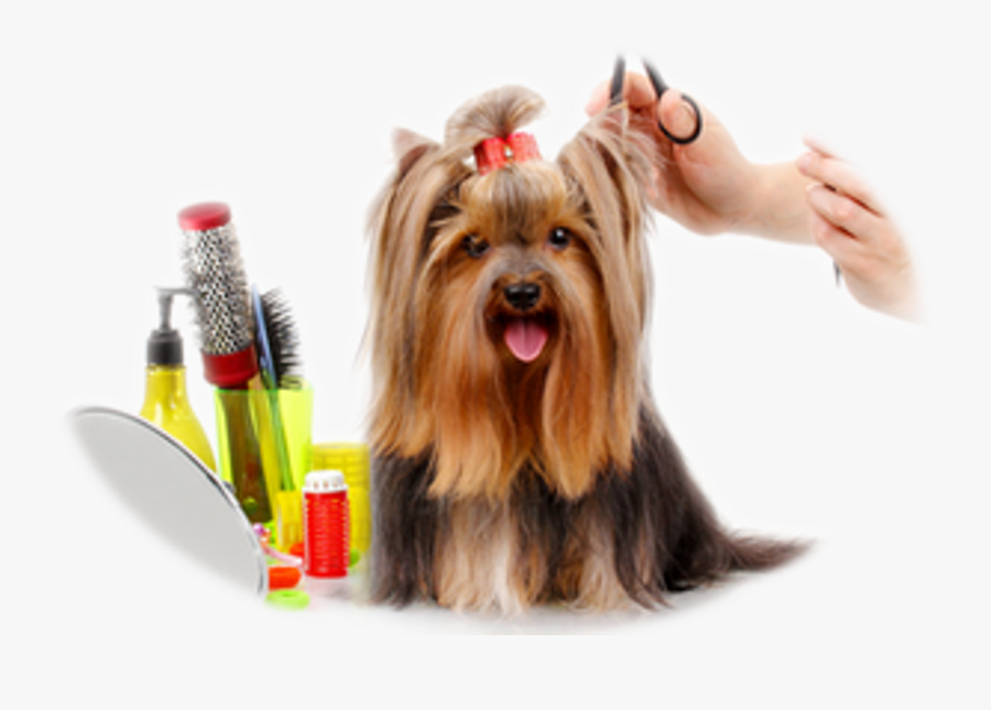 Dog Groomer Barber Cosmetologist Veterinarian - Pet Grooming Services, Transparent Clipart