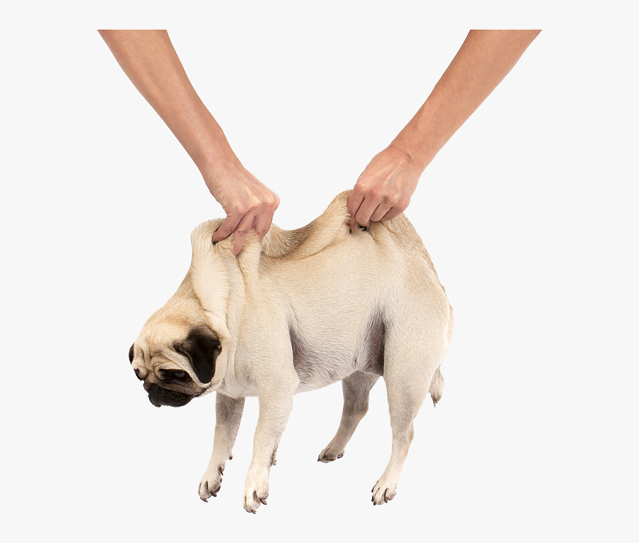 Pug Puppy Cuteness - Передайте Мопса, Transparent Clipart