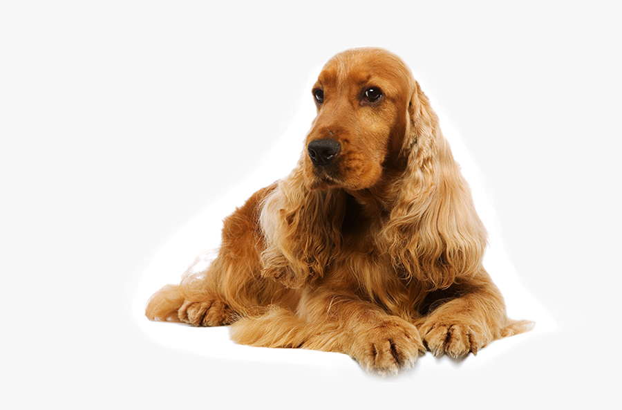 Clip Art Dog With Long Ears - Cocker Spaniel, Transparent Clipart