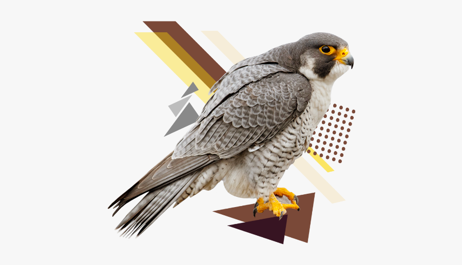 Hawk, Transparent Clipart