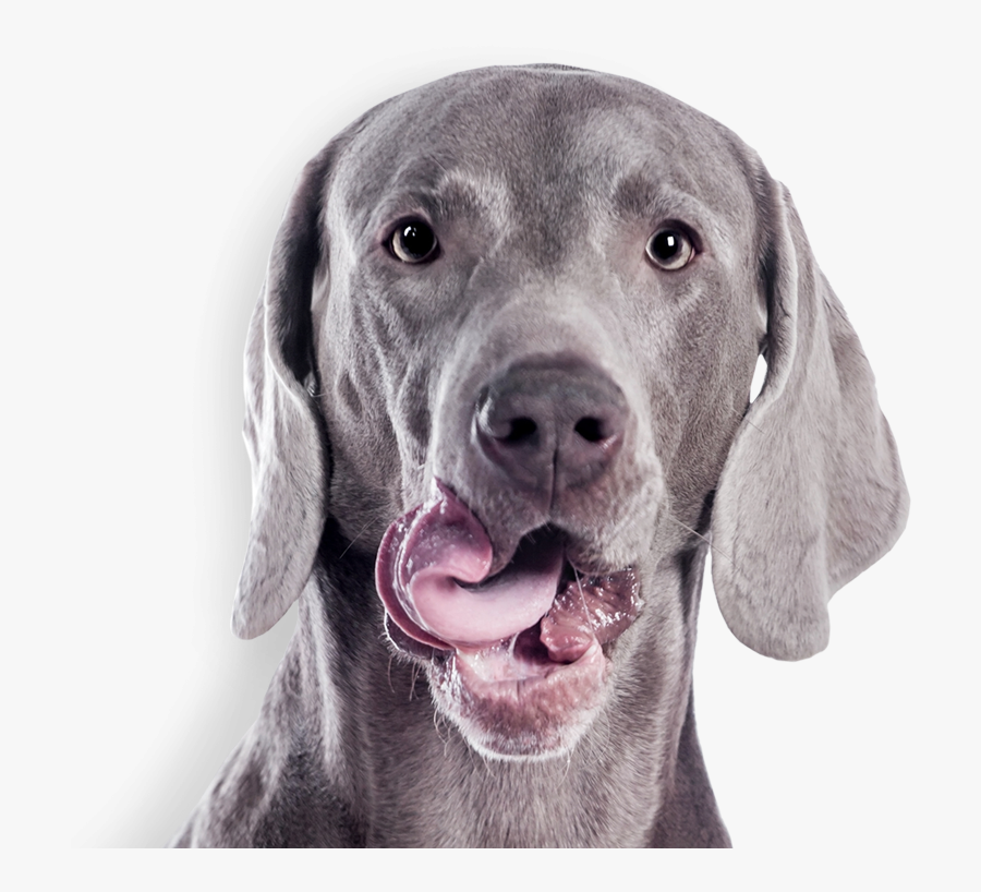 Transparent Dog Ears Png - Gray Dog, Transparent Clipart