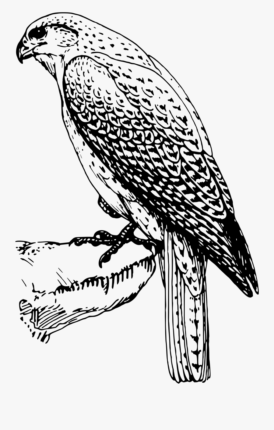 Transparent Peregrine Falcon Png - Falcon Bird Clipart Black And White, Transparent Clipart