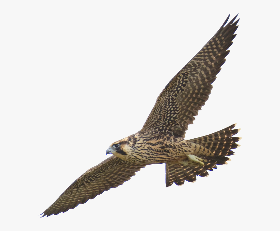 Falcon Png - Falcon Transparent Background Png, Transparent Clipart