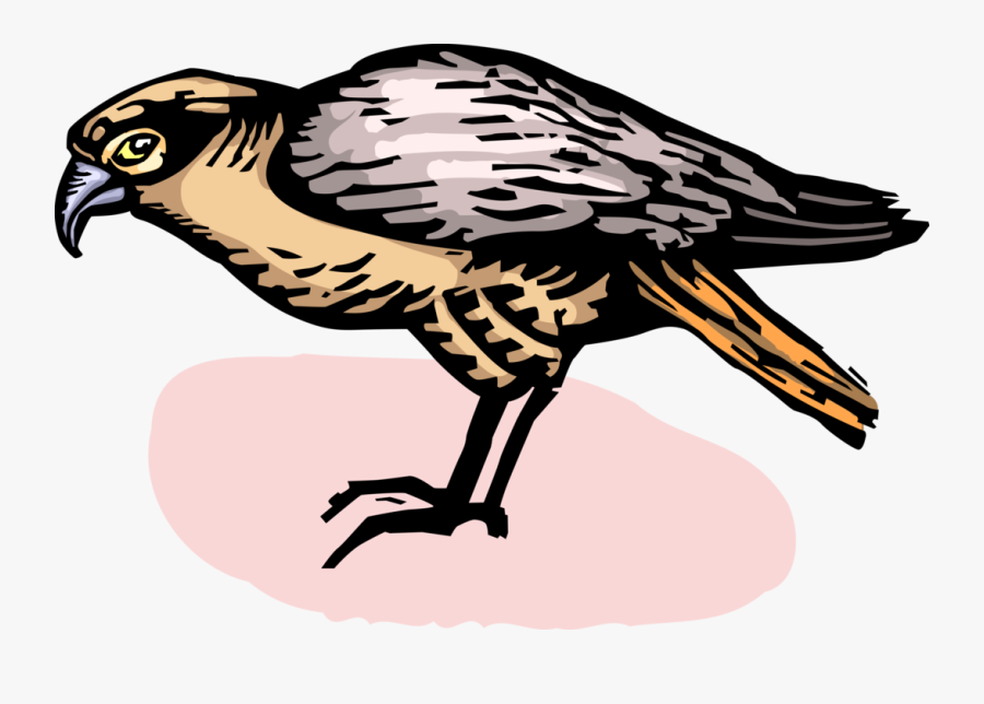 Vector Hawks Peregrine Falcon - Red Shouldered Hawk, Transparent Clipart