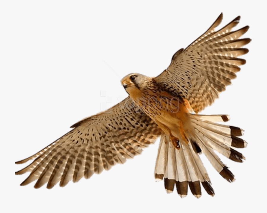 Hq Png Images Pluspng - Falcon Png Transparent, Transparent Clipart