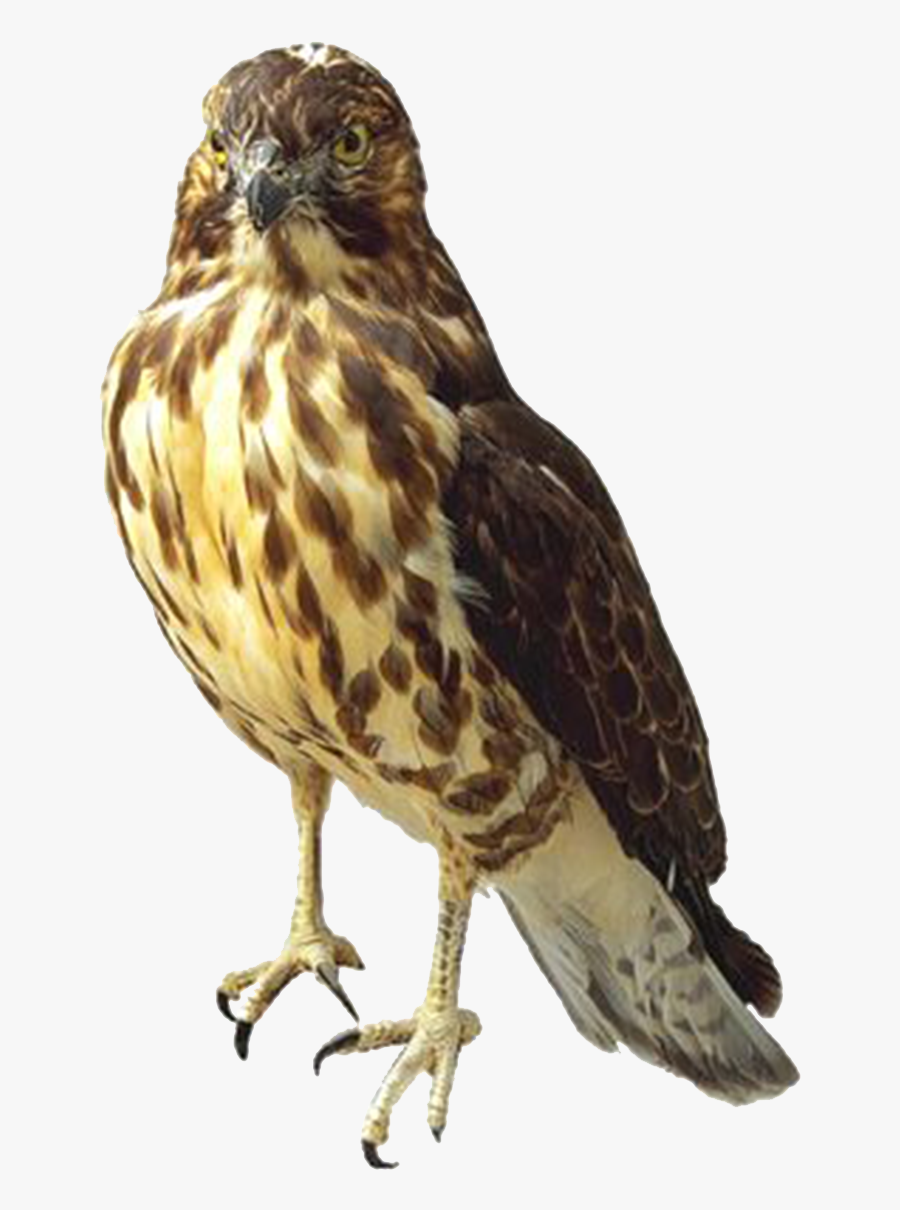 Bird,beak,sharp Shinned Hawk,cooper"s Hawk,song Hawk,bird - Hawk Png, Transparent Clipart