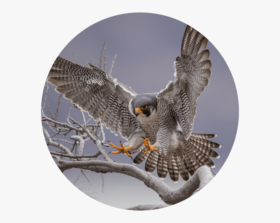 She Loves Raptors, Especially Peregrine Falcons, Because - Peregrine Falcon, Transparent Clipart