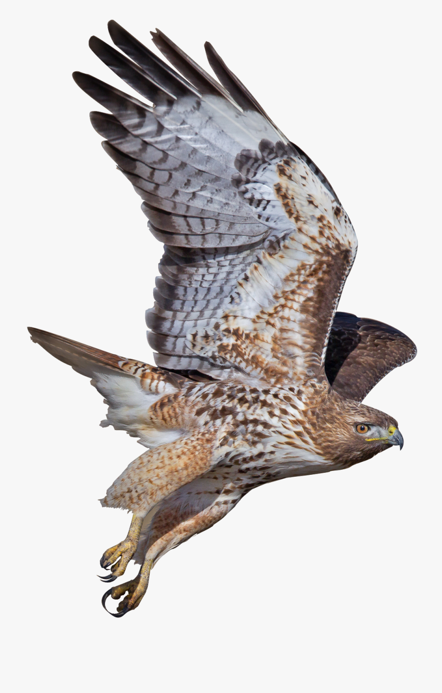 Falcons Bird Transparent, Transparent Clipart