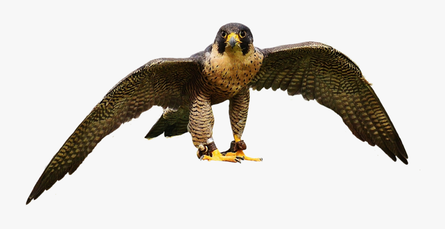 Falcon Wing Bird Of Prey Free Picture - Aves De Rapiña Png, Transparent Clipart